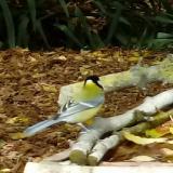 photo 2021-10-08 11-32-03 cinke