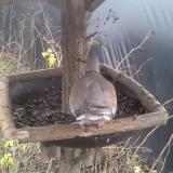 photo 2019-12-25 12-50-24