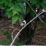 photo 2021-07-01 17-01-51 cinege