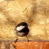 photo 2022-01-24 09-51-19 fenyvescinege