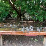 photo 2021-09-07 15-00-20 verebek