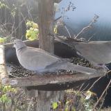 photo 2019-12-20 07-45-28