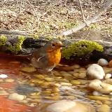 photo 2021-03-19 08-16-14 vorosbegy