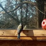 photo 2022-01-15 11-39-15 kekcinege