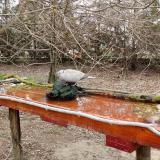 photo 2021-03-25 09-13-28