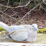 photo 2021-03-14 12-58-51 galamb