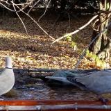 photo 2021-10-25 08-56-24 galambok