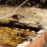 photo 2021-04-01 11-42-29 verebek poszata