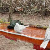 photo 2021-03-25 09-24-53 gr