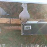 photo 2021-03-08 07-46-00