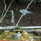 photo 2021-08-23 12-30-37 kisposzata szencinege