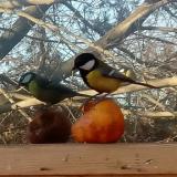 photo 2022-01-24 14-08-18 szencinege