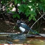 photo 2021-08-04 13-36-38 szarka