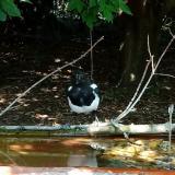 photo 2021-09-07 11-40-13 szarka