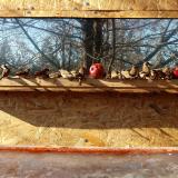 photo 2022-01-15 12-13-23 verebek