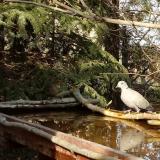 photo 2022-03-20 15-12-48 rigo galamb