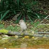 photo 2021-05-13 12-52-36 madarkak