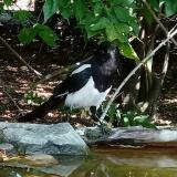 photo 2021-08-09 11-35-47 szarka