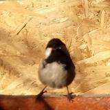 photo 2022-01-24 09-21-39 fenyvescinege