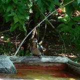 photo 2021-07-23 09-56-38 harkaly