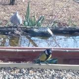 photo 2021-12-03 12-18-38 cinke galamb