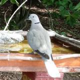 photo 2021-08-23 10-54-14 galamb