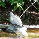 photo 2021-08-23 10-54-28 galamb