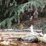 photo 2023-10-20 11-13-453 vorosbegy