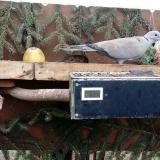 photo 2021-02-10 15-00-41