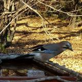 photo 2021-10-25 15-44-27 szajko