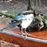 photo 2021-03-20 07-19-14 szarka