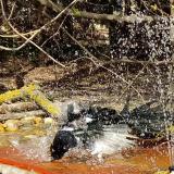 photo 2021-03-31 13-51-53 szarka