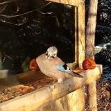 photo 2022-01-09 09-19-05 szajko