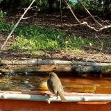 photo 2021-04-17 08-55-26 vorosbegy