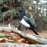 photo 2023-10-20 14-12-03 szarka