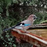 photo 2022-03-31 08-41-49 szajko