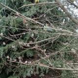 photo 2021-12-22 08-01-00-verebek