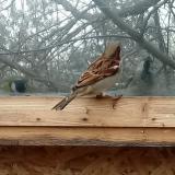 photo 2022-01-16 10-59-37 szen vereb