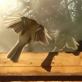 photo 2022-01-24 08-29-50 szencinege