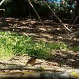 photo 2021-04-26 10-57-12 kerti rozsdafarku