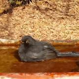 photo 2021-10-27 10-58-42 fekete rigo