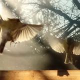 photo 2022-01-24 08-51-51 szencinege