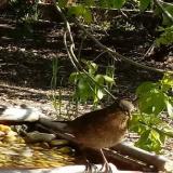 photo 2021-04-26 09-26-54 fekete rigo