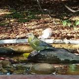 photo 2021-10-04 15-52-06 verebek zoldike