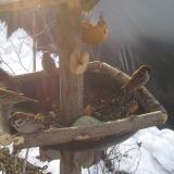 photo 2019-01-31 08-54-51