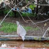 photo 2021-04-24 18-57-32 gerle