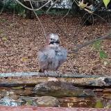 photo 2021-10-19 16-54-22 szajko