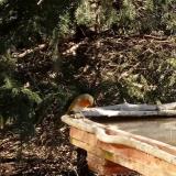 photo 2022-03-13 09-13-27 vorosbegy