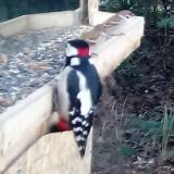 photo 2021-12-13 08-10-23 fakopancs