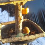 photo 2019-01-29 15-43-10